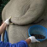 Самый дорогой кофе в мире делают из экскрементов слона